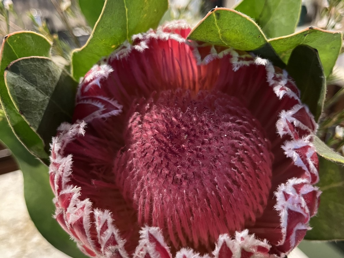 Embracing the Universe’s Flirt: A Tale of Unexpected Beauty